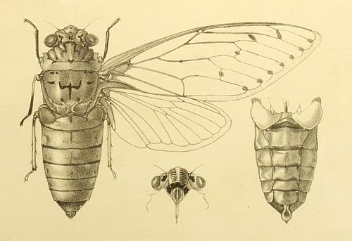 Empress cicada